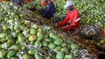 Locals claim 'Noorjahan' mangoes are of Afghan origin and cultivated only in the Katthiwada region of Alirajpur district.(PTI representative image) Locals claim 'Noorjahan' mangoes are of Afghan origin and cultivated only in the Katthiwada region of Alirajpur district.(PTI representative image)