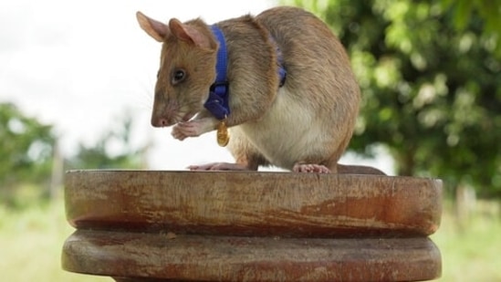 This photo shows Cambodian landmine detection rat, Magawa, wearing his PDSA Gold Medal, the animal equivalent of the George Cross, in Siem, Cambodia. (AP) This photo shows Cambodian landmine detection rat, Magawa, wearing his PDSA Gold Medal, the animal equivalent of the George Cross, in Siem, Cambodia. (AP)