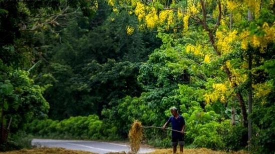 An Indian farmer dries rice straw on a road on the outskirts of Guwahati, India, Friday, May 28, 2021. (AP) An Indian farmer dries rice straw on a road on the outskirts of Guwahati, India, Friday, May 28, 2021. (AP)