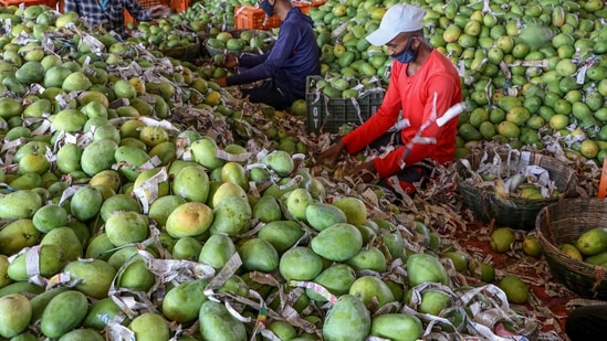 Locals claim 'Noorjahan' mangoes are of Afghan origin and cultivated only in the Katthiwada region of Alirajpur district.(PTI representative image) Locals claim 'Noorjahan' mangoes are of Afghan origin and cultivated only in the Katthiwada region of Alirajpur district.(PTI representative image)