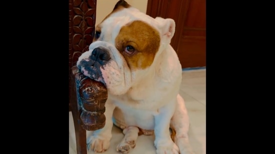 The image shows Ram Kapoor's dog named Popeye. (Instagram/@iamramkapoor) The image shows Ram Kapoor's dog named Popeye. (Instagram/@iamramkapoor)