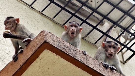 Monkeys are increasingly seen as a menace.