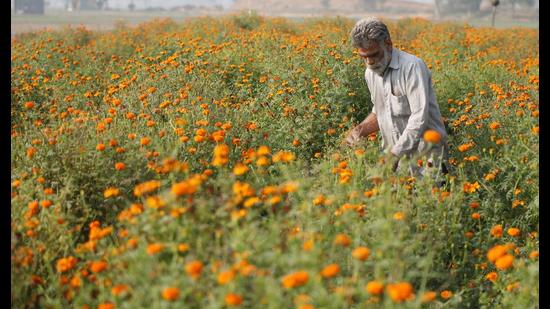A farmer pluck marigold flowers at Sivian village at Bathinda on Sunday. (Sanjeev Kumar/HT) A farmer pluck marigold flowers at Sivian village at Bathinda on Sunday. (Sanjeev Kumar/HT)