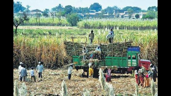 Environmentalists worry that the increased target for ethanol blending could incentivise water-intensive crops such as sugarcane and rice, and suggest that the government should focus on lower-water intensity crops such as millets. (HTPhoto) Environmentalists worry that the increased target for ethanol blending could incentivise water-intensive crops such as sugarcane and rice, and suggest that the government should focus on lower-water intensity crops such as millets. (HTPhoto)