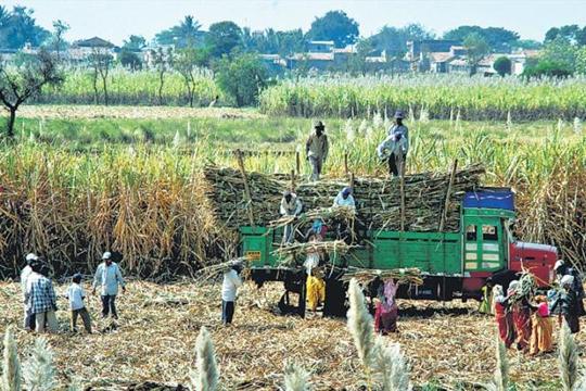 Environmentalists worry that the increased target for ethanol blending could incentivise water-intensive crops such as sugarcane and rice, and suggest that the government should focus on lower-water intensity crops such as millets. (HTPhoto)