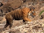 The tiger was captured from Harinbhanga forest just opposite the Harikhali camp under Bashirhat range in Bengal and later released with the satellite collar on December 27, reports said.(HT file photo) The tiger was captured from Harinbhanga forest just opposite the Harikhali camp under Bashirhat range in Bengal and later released with the satellite collar on December 27, reports said.(HT file photo)