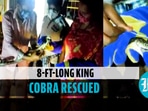 Woman rescues 8-ft-long king cobra in Odisha