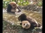 The two pandas relax in the water hole(Twitter/Nature & Animals)