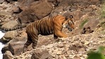 The tiger was captured from Harinbhanga forest just opposite the Harikhali camp under Bashirhat range in Bengal and later released with the satellite collar on December 27, reports said.(HT file photo) The tiger was captured from Harinbhanga forest just opposite the Harikhali camp under Bashirhat range in Bengal and later released with the satellite collar on December 27, reports said.(HT file photo)