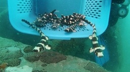 A conservationist from the marine fisheries research centre in Thailand's east coast holds brownbanded bamboo sharks before they are released into the sea, in an effort to increase the population of the sharks, which numbers have been decreasing in recent years as they are often netted as bycatch or end up in the tanks of exotic fish collectors, in Rayong, Thailand, in this still image obtained from video on June 1, 2021. 