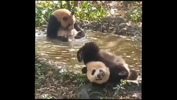 The two pandas relax in the water hole