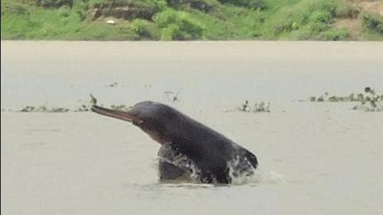 In 2018-19, around 1,500 Dolphins were sighted in Ganga during a survey. (Photo by: Special arrangement) In 2018-19, around 1,500 Dolphins were sighted in Ganga during a survey. (Photo by: Special arrangement)