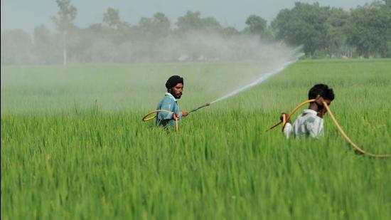 Punjab is likely to have 27 lakh hectare area under paddy cultivation this season. Punjab is likely to have 27 lakh hectare area under paddy cultivation this season.