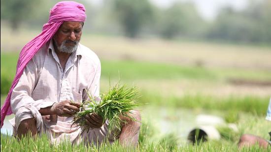 A farmer working in a paddy field near Kotshamir village in Bathinda district on Monday. (Sanjeev Kumar/HT) A farmer working in a paddy field near Kotshamir village in Bathinda district on Monday. (Sanjeev Kumar/HT)