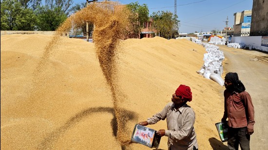 Farm labourers engaged in the wheat procurement process. The Himachal Pradesh government has set a target of procuring 12,500 MT of wheat for the FCI. (HT file photo)