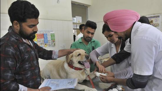 Aundh government veterinary polyclinic to be converted into super-specialty  hospital - Hindustan Times