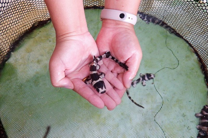A conservationist from the marine fisheries research centre in Thailand's east coast holds brownbanded bamboo sharks before they are released into the sea, in an effort to increase the population of the sharks, which numbers have been decreasing in recent years as they are often netted as bycatch or end up in the tanks of exotic fish collectors, in Rayong, Thailand, (REUTERS)