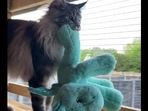 The image shows Nova the kitty with his dragon toy.(Reddit) The image shows Nova the kitty with his dragon toy.(Reddit)