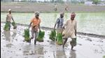 At the heart of this policy is the objective to encourage farmers to choose alternative crops and reduce area under paddy as the cultivation of paddy leads to degradation of natural resources, such as water and soil. The ground water table of Haryana has been declining steadily. (HT FILE) At the heart of this policy is the objective to encourage farmers to choose alternative crops and reduce area under paddy as the cultivation of paddy leads to degradation of natural resources, such as water and soil. The ground water table of Haryana has been declining steadily. (HT FILE)