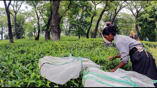 First flush, plucked in April, teas are often the best, as the year’s first harvest— rich in aroma, quality, flavour and value. Each additional flush produces a different flavour and aroma as the growing season for that tea plant progress season. (HT Photo)