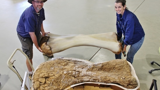 Paleontologists unearth one of the largest new species of dinosaur in  Australia | Trending - Hindustan Times