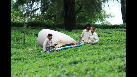 Nearly 1,000 small tea growers of Kangra and Mandi have reported losses. (HT Photo) Nearly 1,000 small tea growers of Kangra and Mandi have reported losses. (HT Photo)
