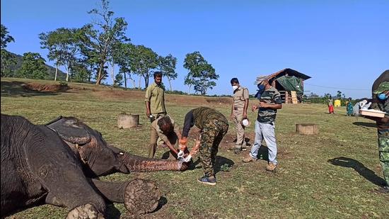 Sample being collected from the trunk of an elephant at the camp on Tuesday. (Photo: TN forest department)