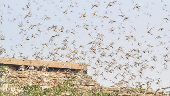 A swarm of locusts in Bikaner in May 2020. (PTI)