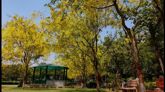 Amaltas trees in full bloom in Dwarka, New Delhi, on May 26. (Shivam Saxena/HT photo)