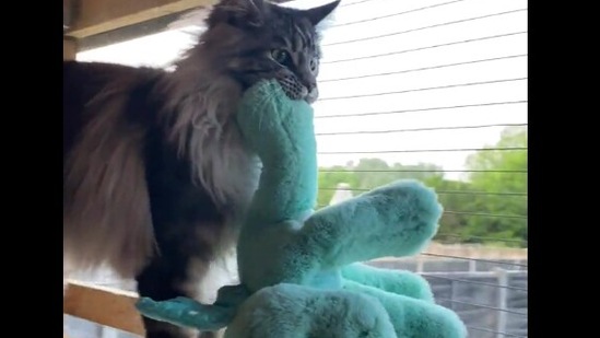 The image shows Nova the kitty with his dragon toy. (Reddit) The image shows Nova the kitty with his dragon toy. (Reddit)