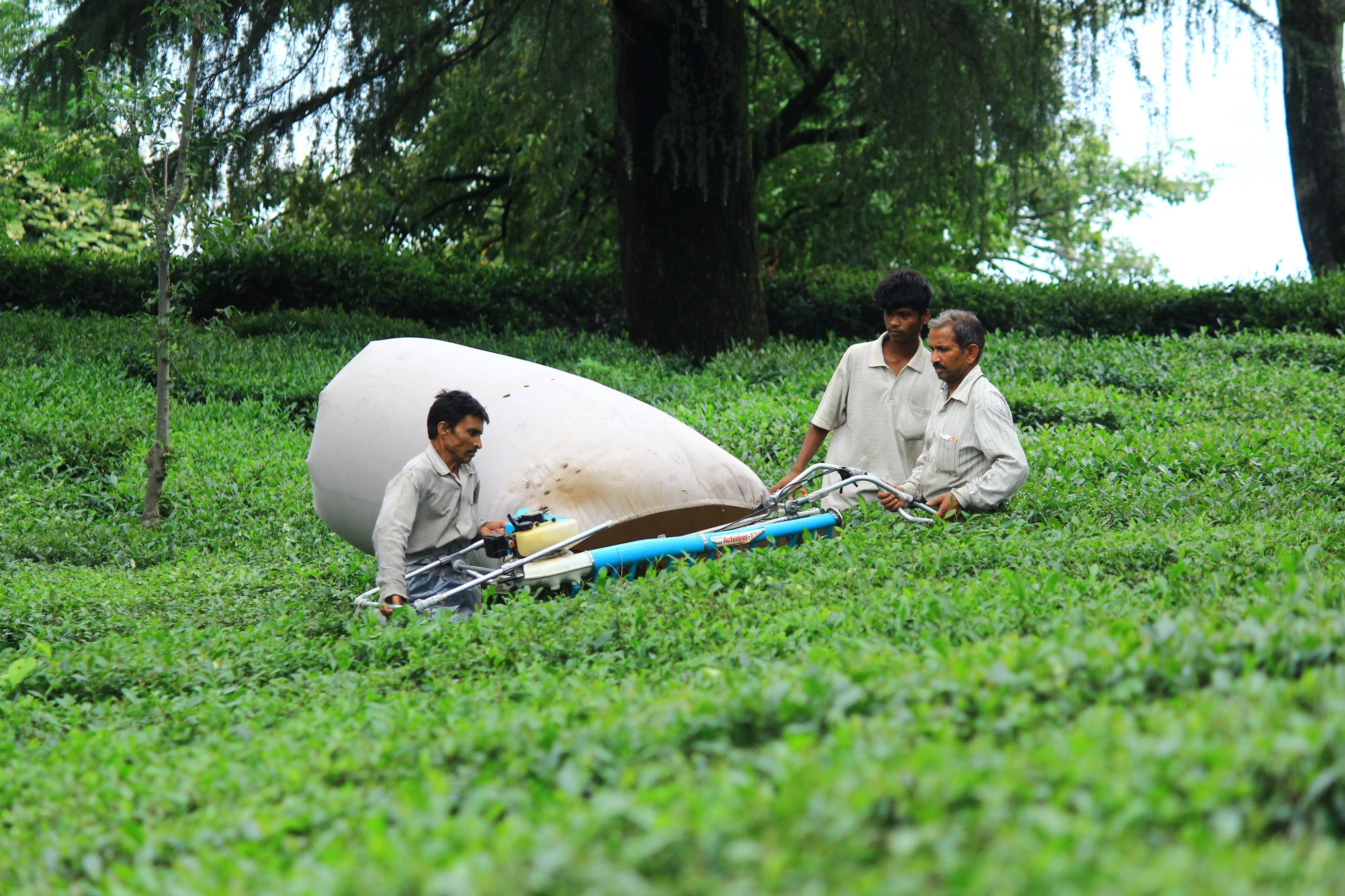 Nearly 1,000 small tea growers of Kangra and Mandi have reported losses. (HT Photo)