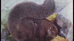 Tibetan woolly flying squirrel. (Jackson, S. and illustrated by Schouten, P.) Tibetan woolly flying squirrel. (Jackson, S. and illustrated by Schouten, P.)