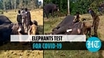 56 elephants in two camps undergo Covid tests in Tamil Nadu