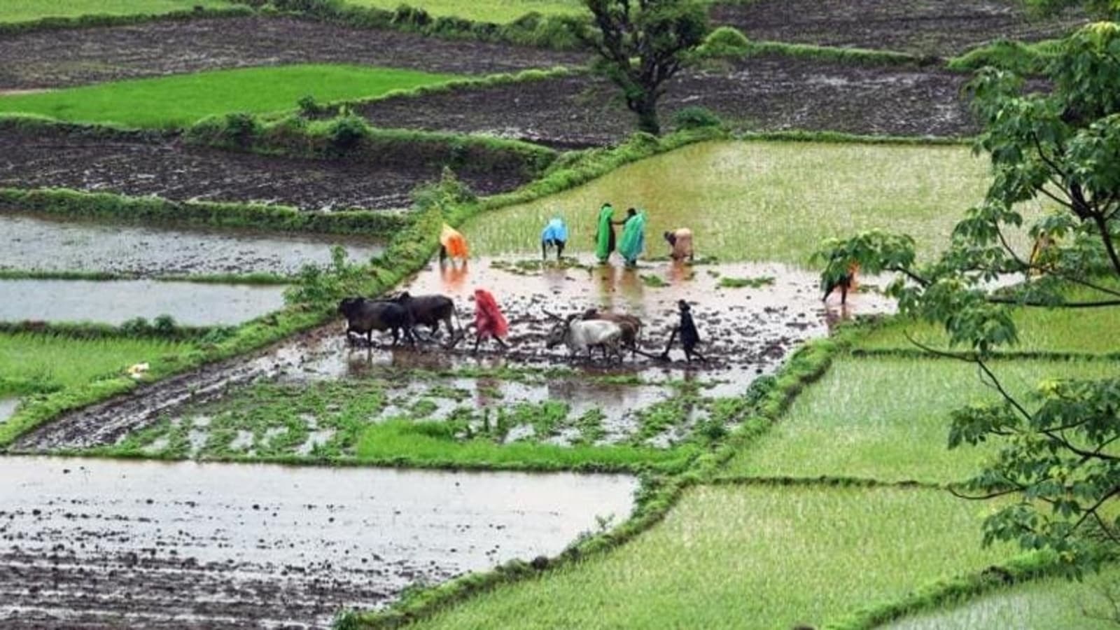 Cabinet clears hike in kharif crop MSPs