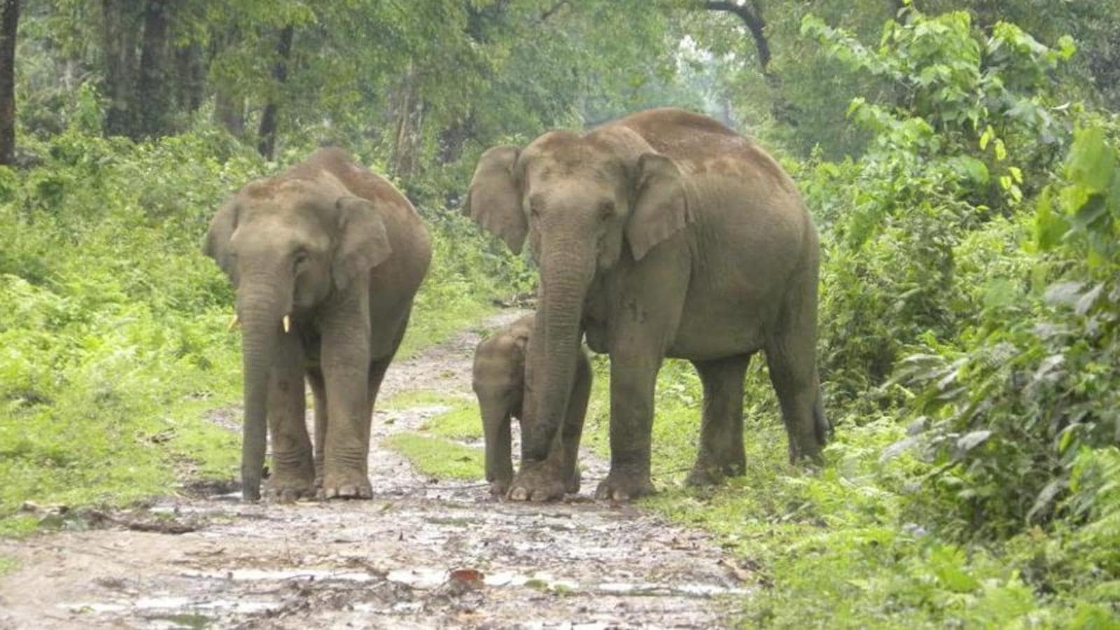 Asom Park Xxx Vedeo - Assam gets 2 new national parks; total goes up to seven | Latest News India  - Hindustan Times