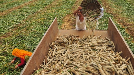 Farmers reap a kharif harvest in eastern Rajasthan. (HT File )