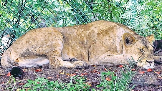 In the first week of June, three more lions tested Covid positive, this time at the Chennai zoo.(Arun-Mondhe/ HT Photo) In the first week of June, three more lions tested Covid positive, this time at the Chennai zoo.(Arun-Mondhe/ HT Photo)