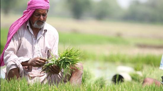 Party president Sukhbir Singh Badal said the ₹72 per quintal hike will take agriculturalists further away from the Centre’s promise of doubling farm income by 2022. (HT File Photo)