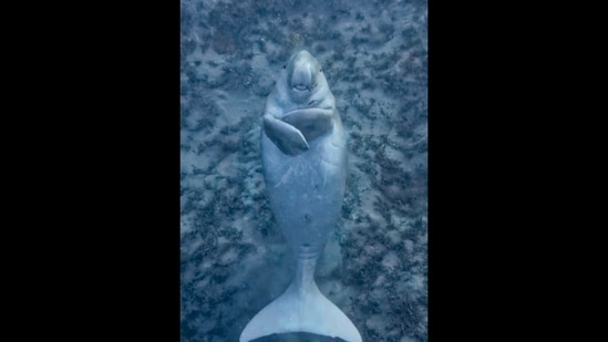 The image shows a Florida manatees resting in a particular position.(Instagram/@nasachandraxray)