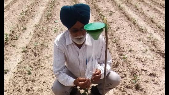 A pheromone trap at PAU’s cotton farm in Bathinda to check infestation of the deadly pink bollworm. A pheromone trap at PAU’s cotton farm in Bathinda to check infestation of the deadly pink bollworm.