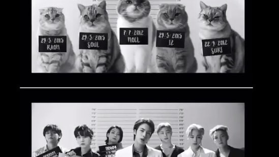 The image shows a glimpse of the cover video of Butter featuring BTS and some adorable kitties.(Twitter@EgosShadow7)