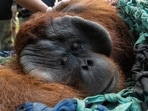 Jala, a male adult orangutan, lies while getting anesthesia for medical tests before being released back into the wild.
