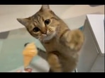 The image shows the kitty reaching out for the popsicle.(Reddit) The image shows the kitty reaching out for the popsicle.(Reddit)
