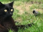 Here's how building a 'catio', a cat patio, can unite cat and bird lovers