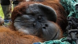 Jala, a male adult orangutan, lies while getting anesthesia for medical tests before being released back into the wild.