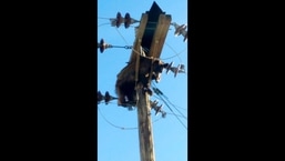 This photo shows a bear tangled in power pole wires.