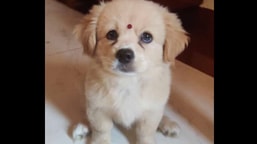 The image shows the doggo with a bindi. The image shows the doggo with a bindi.