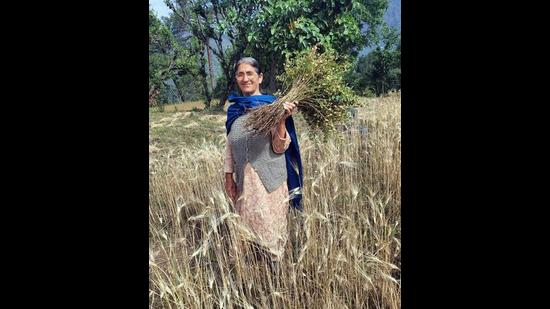 A woman farmer at Bhanota village of Chamba district shows harvested black gram, that is sown simultaneously with wheat during the rabi season under mixed-cropping practice. (HT Photo)