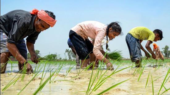 Workers transplanting paddy in Amritsar on Thursday. (PTI) Workers transplanting paddy in Amritsar on Thursday. (PTI)
