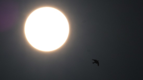 A bird flies next to the sun in Jakarta ahead of the annular solar eclipse, on June 10.(Bay Ismoyo / AFP)